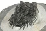 Coltraneia Trilobite Fossil - Huge Faceted Eyes #189853-5